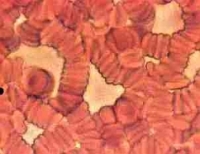 Blood which helps with flu protection