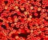 blood for proper immune system support. no flu medicine can do this